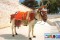 El burro taxi de Mijas
